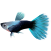 Metallic Blue Guppy (Art by: #386310)